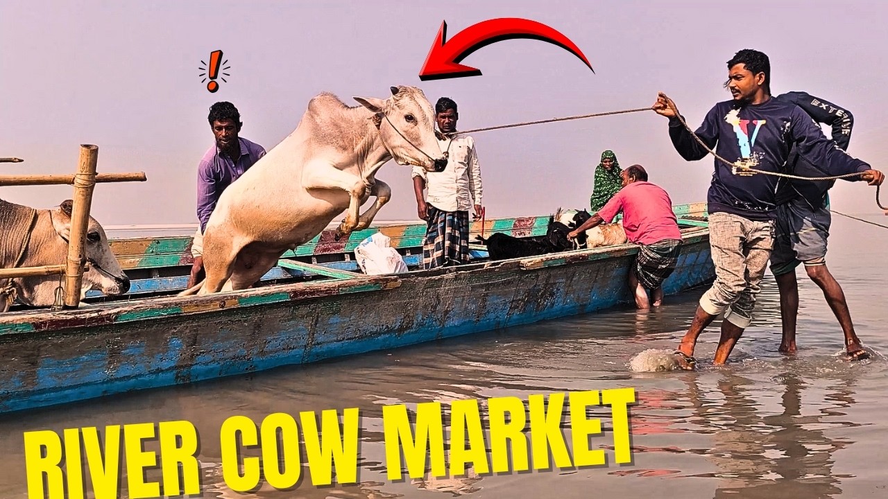 Cows & Goats Arrive by Wooden Boat | River Market Village Life