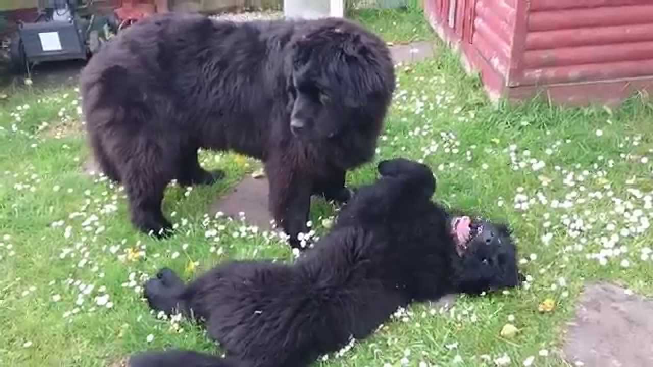 4 months old puppy meets for a first time Big Newfie