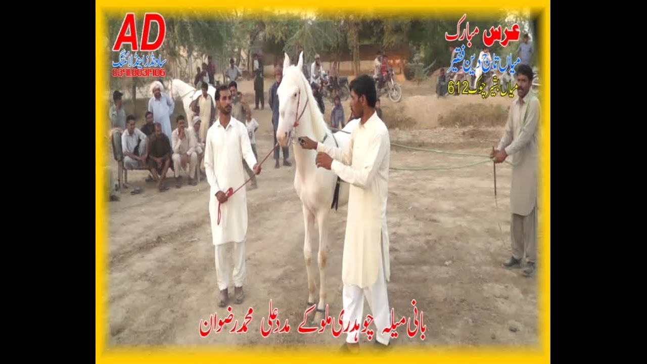 hors dance with dhol chak no 612 gb ghora malik asif watto malik atif wattoo gillani studio yaseen