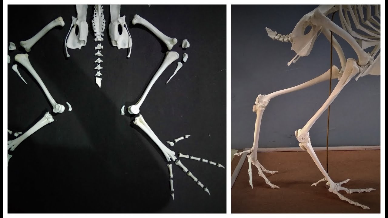 Chicken skeleton articulation - The Legs