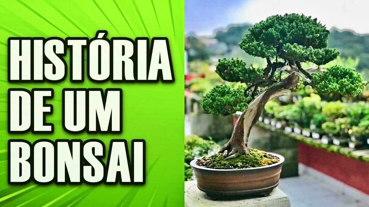 A HISTÓRIA DO ÚNICO BONSAI DA COLEÇÃO ABC DO BONSAI - JUNÍPERO JACARÉ  - PARTE 1