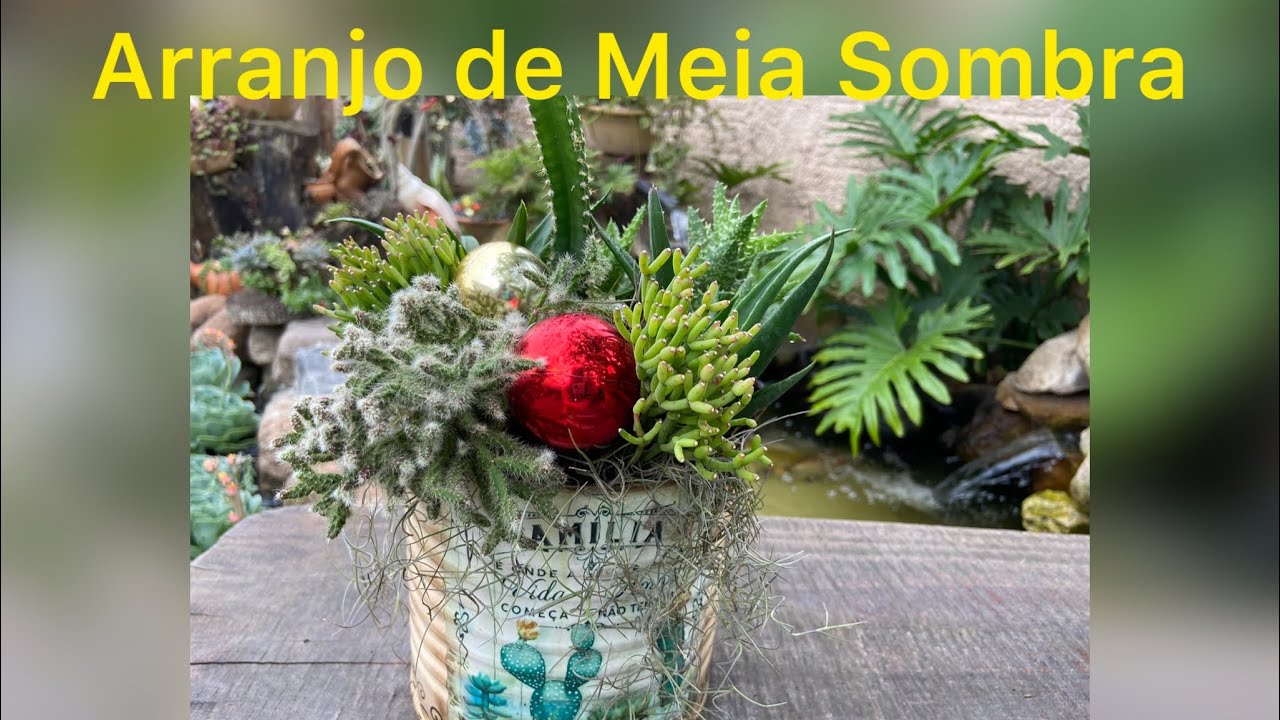Arranjo de Natal - Suculentas de meia Sombra