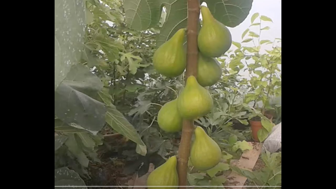 If you're not growing Desert King fig then you should!