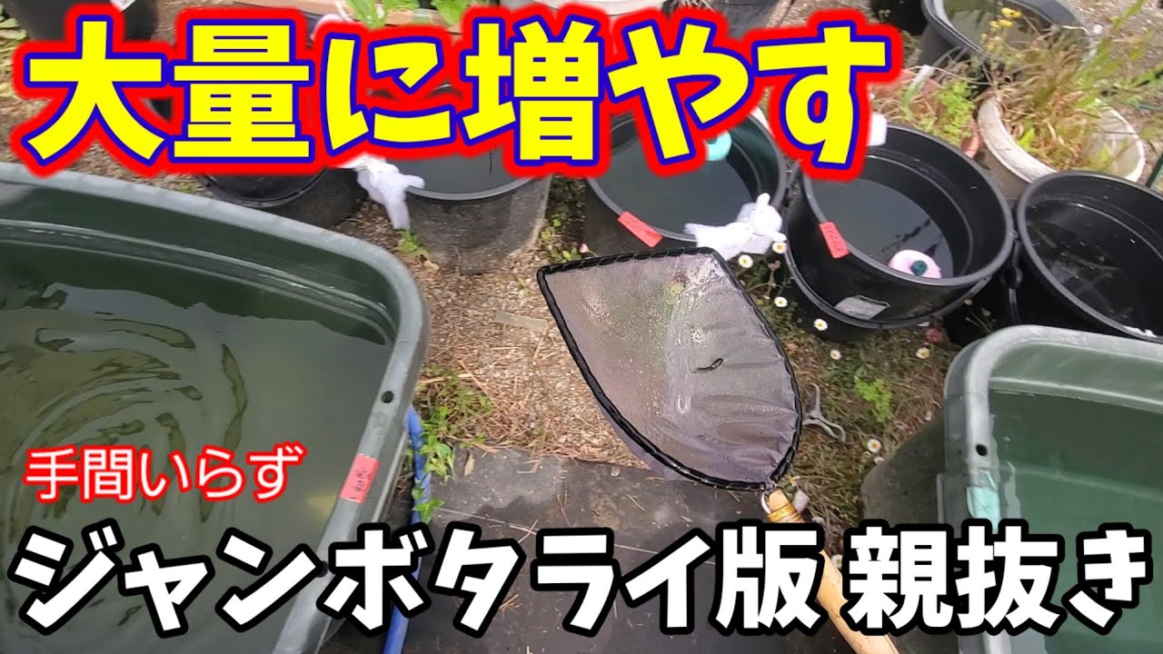 大量にめだかを増やそう‼️ジャンボタライ版親抜きは手間いらず.安らぎAQUAちゃんねる