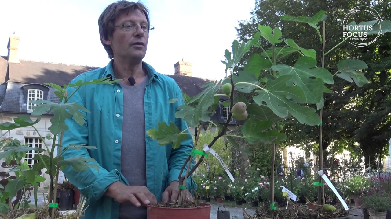 Conseil d'experts : 3 figuiers à planter en pot