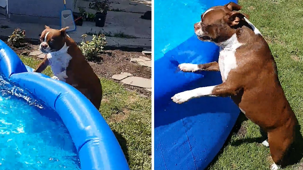 Boston Terrier is absolutely ecstatic for pool time