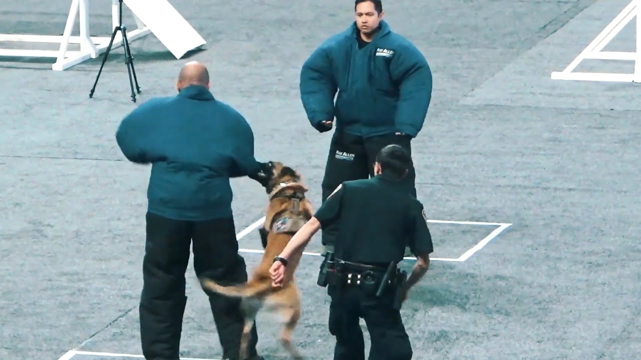 Police Dog funny moments