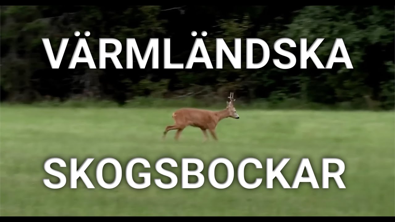Bockjakt - Värmländska skogsbockar