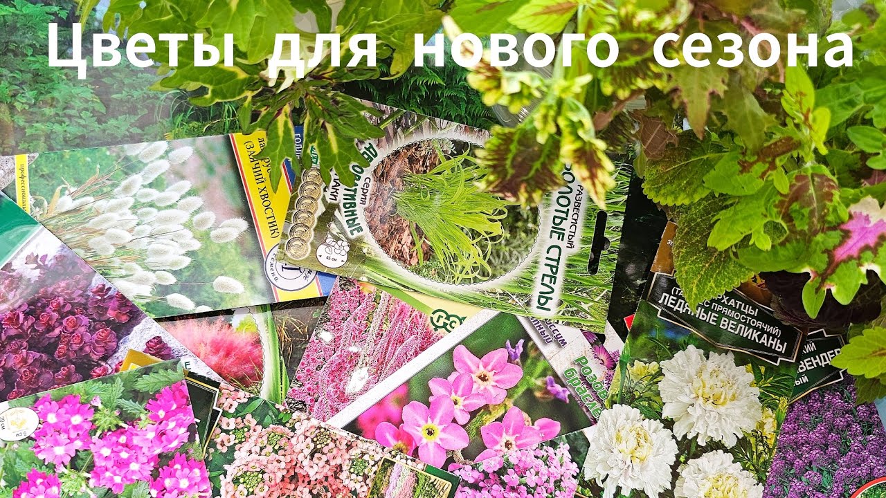 Март - лучший месяц для посева цветов