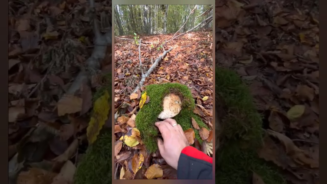 #funghi  #mushroom #гриби #houby #hongos #เห็ด  #Грибы #mantarlar  #cogumelos #fungi  #nấm  #setas