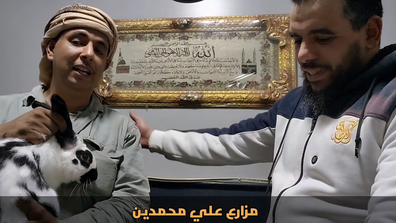 اسمع رأي اخونا جمعة من الجزائر  صاحب مزرعة ارانب في هجين ارانب مزارع علي محمدين 