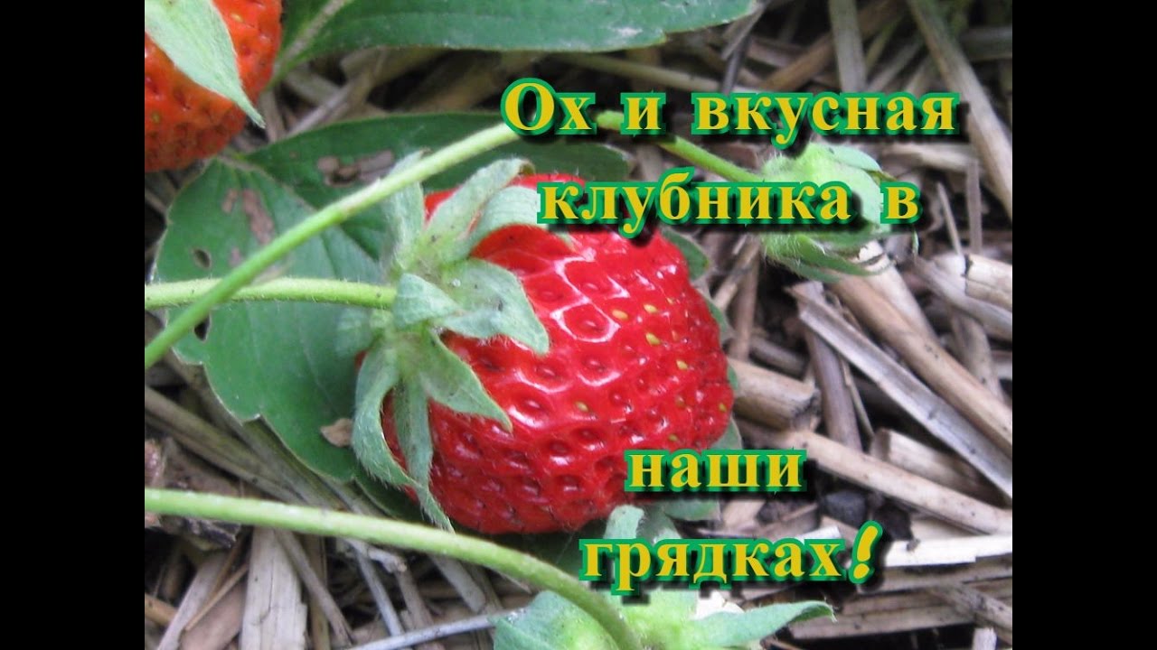 Клубника в умных грядках! Planting strawberries in smart beds!