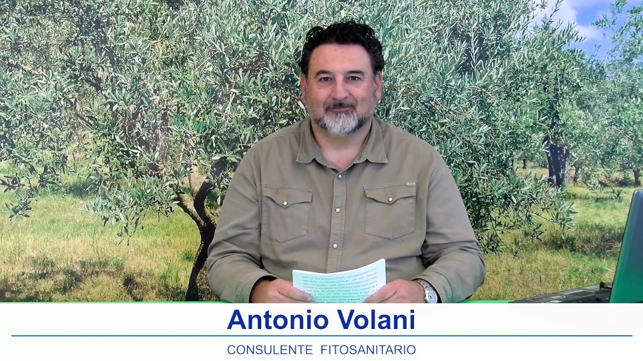 Notiziario olivicolo Emilia Romagna 6 Febbraio 2026
