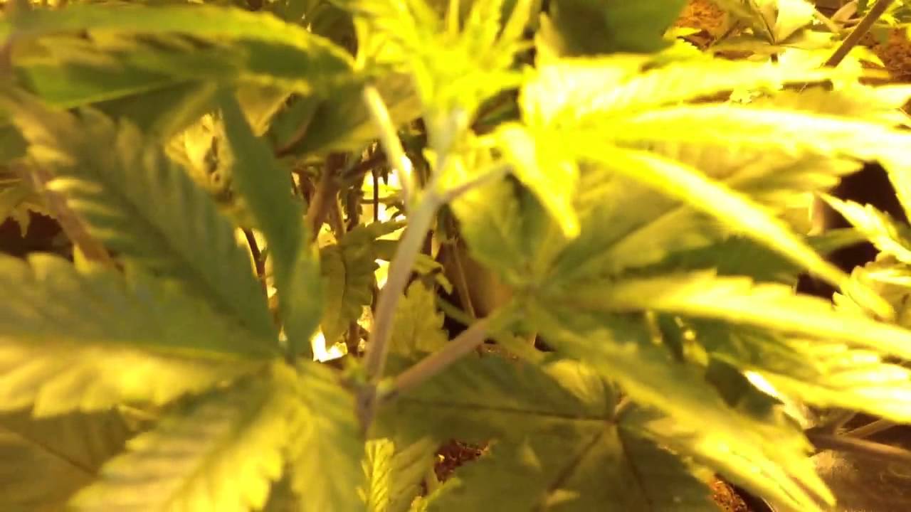 Afghooey Day 28