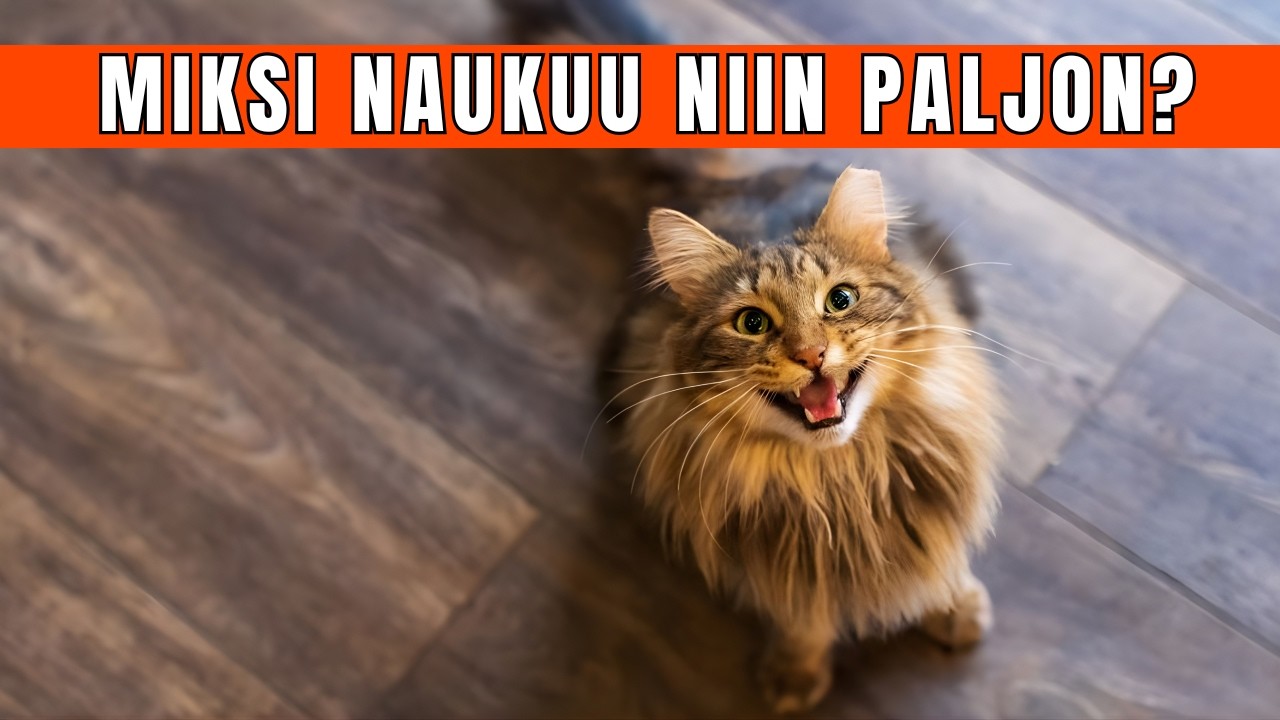 KISSA NAUKUU PALJON, MITÄ TEHDÄ? 🐱🔊 (10 SYYTÄ JA RATKAISUA)