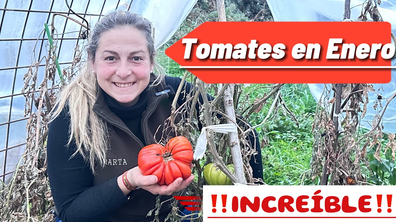 Tomates de más de 1kg en Enero en Cantabria 🤪