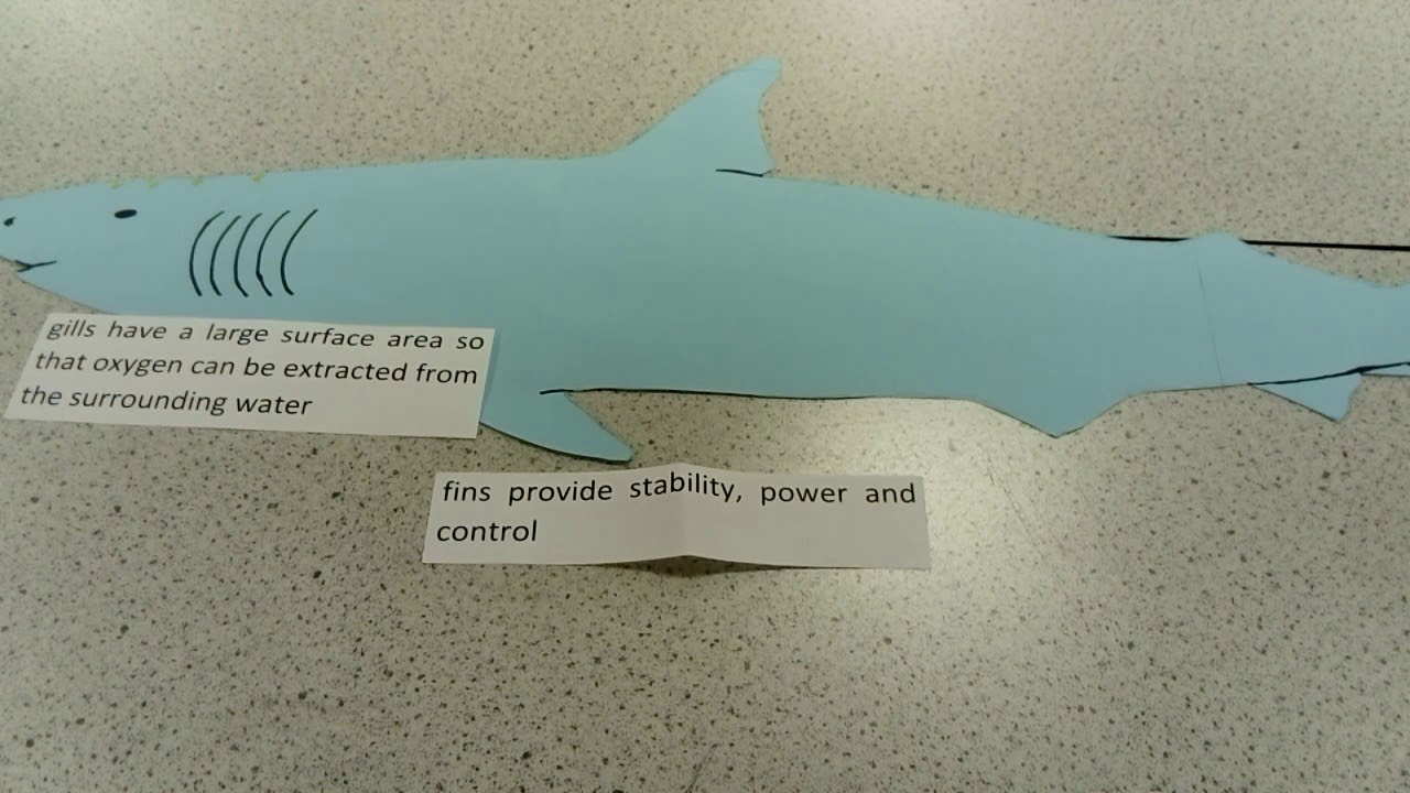 GCSE Biology Shark Adaptations