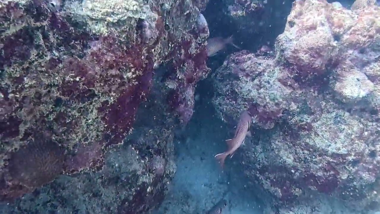 2026 02 27 Mauritius Canyon Dive