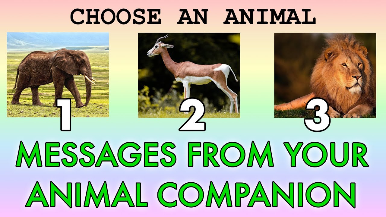 TIMELESS PICK A CARD READING – MESSAGES FROM YOUR ANIMAL COMPANION, THIER PURPOSE IN YOUR LIFE 🐈🐕🐎🦜
