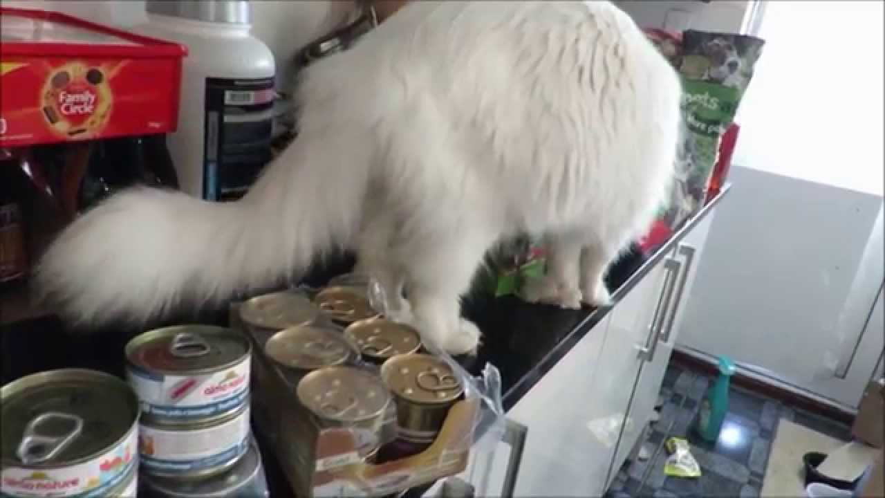 Maine coon Cat Helping