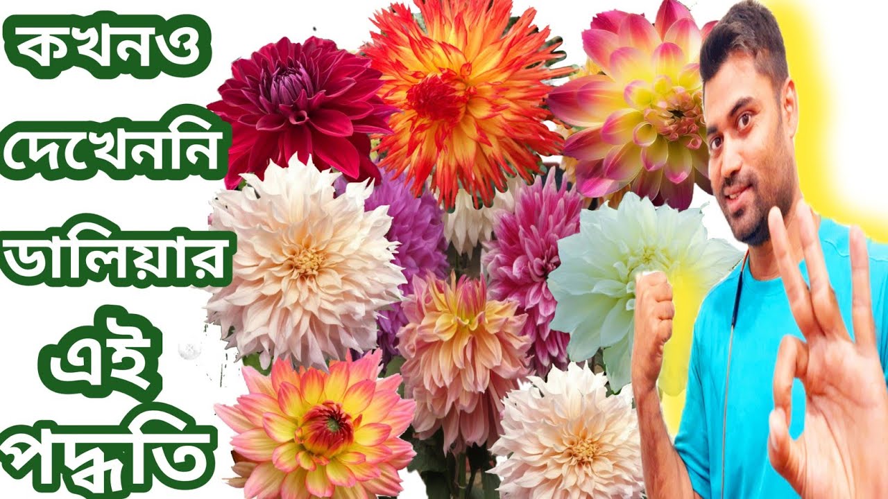 ডালিয়া গাছের পরিচর্যা // how to grow dahlia plant in pot at home // #dahliaflower