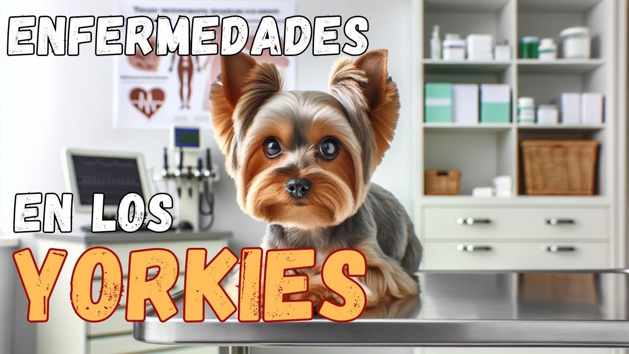🔴 Conoce las ENFERMEDADES M&Aacute;S COMUNES de los YORKSHIRE TERRIER