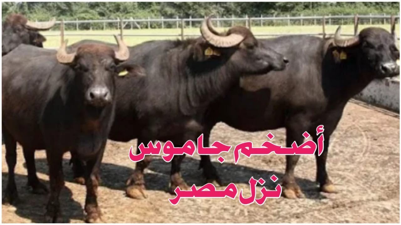 اضخم جاموس نزل مصر لحد دلوقتي عشر سبعه جاموس ايطالي بيور