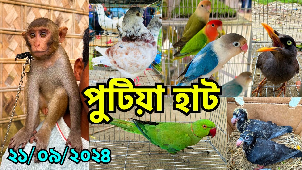 হাটের মূল আকর্ষণ ছিল বানরের বাচ্চা | নরসিংদীর বৃহত্তম পুটিয়া হাট | Putia Pet Market, Narsingdi #712