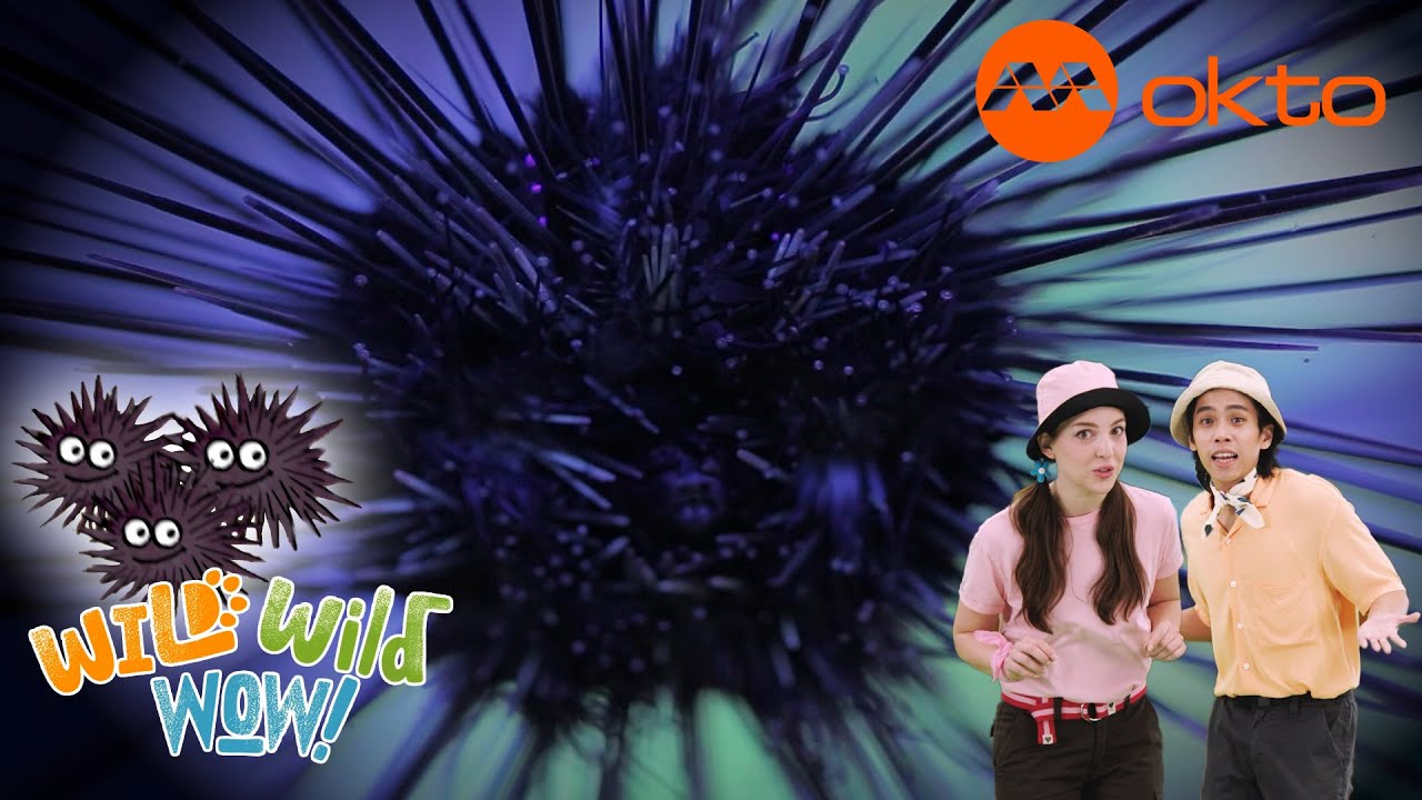 SEA URCHIN FACTS for KIDS 🪸🌊🐠| Wild Wild Wow S3E10B | @mediacorpokto