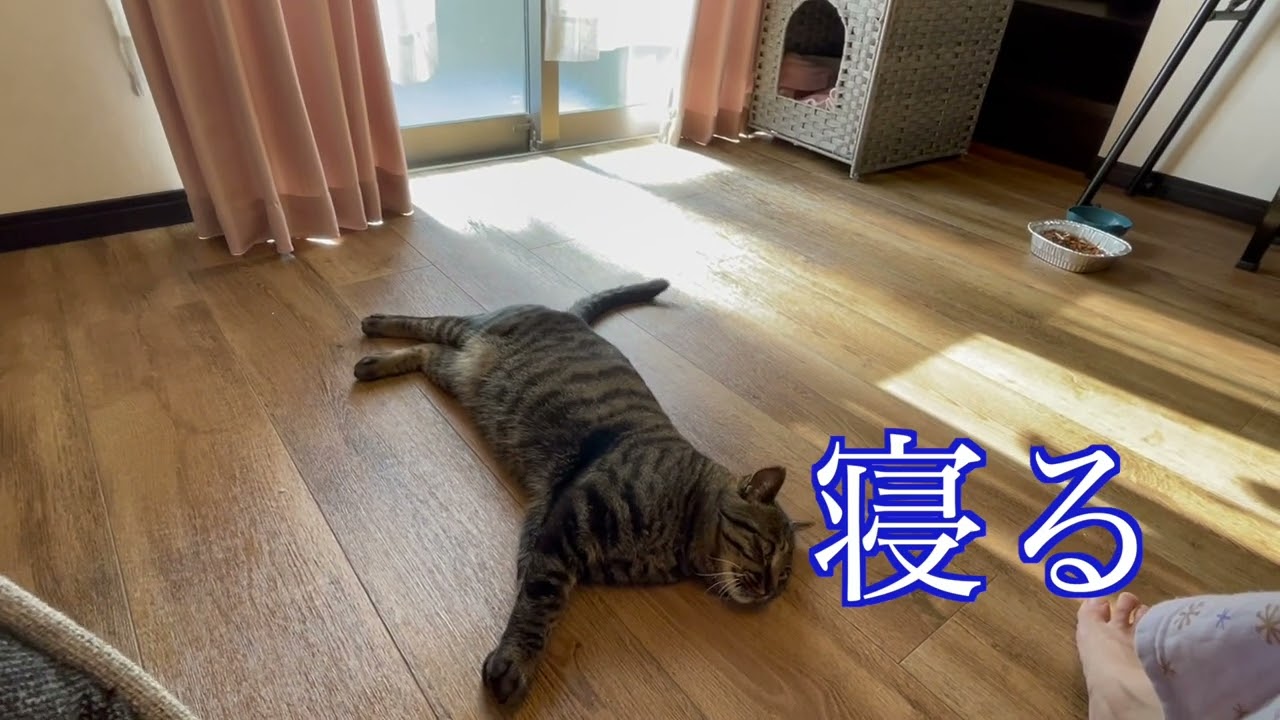 だるそうに主の相手をする猫 #クロちゃん #猫のいる暮らし #PR #giipet