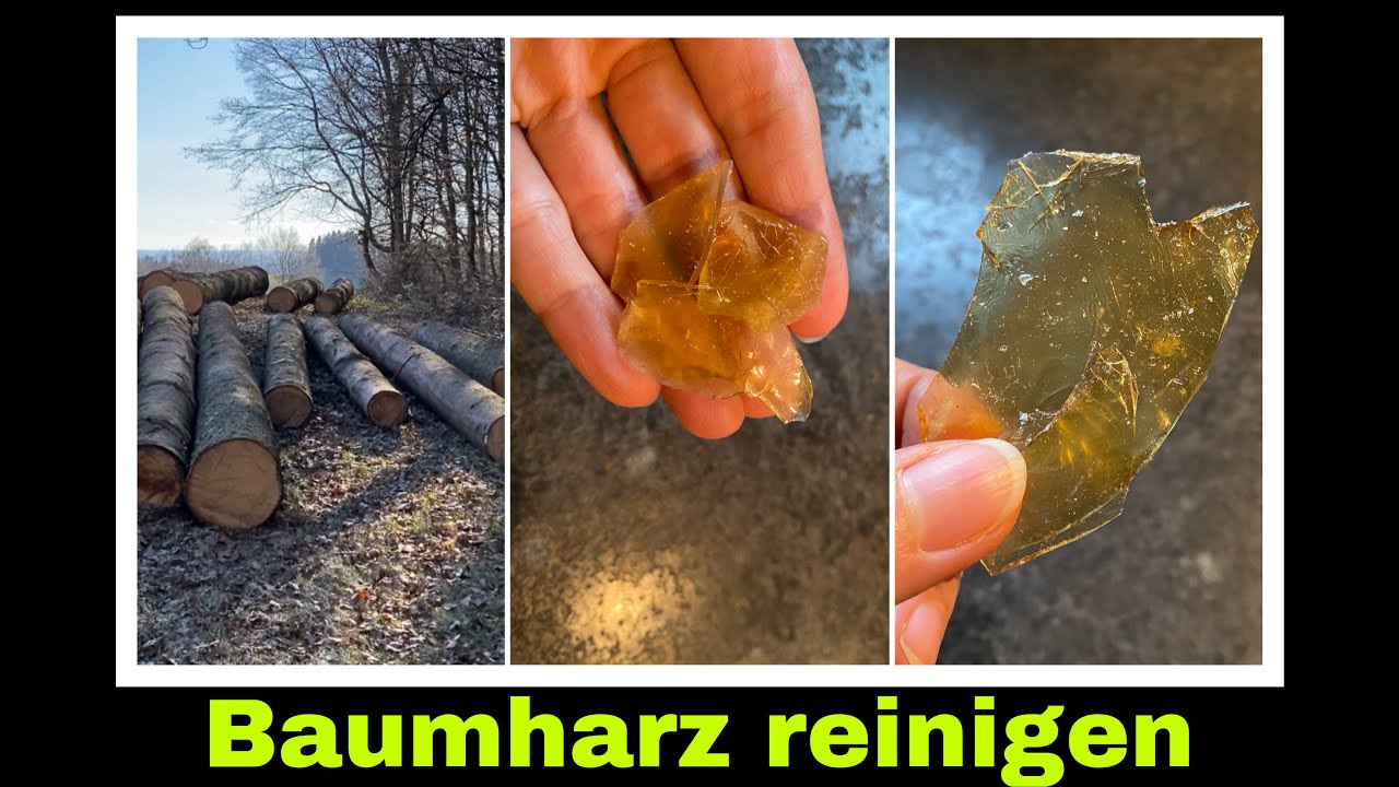 Baumharz reinigen, trocknen und lagern, Harz sammeln für Salben | Selbstversorgung