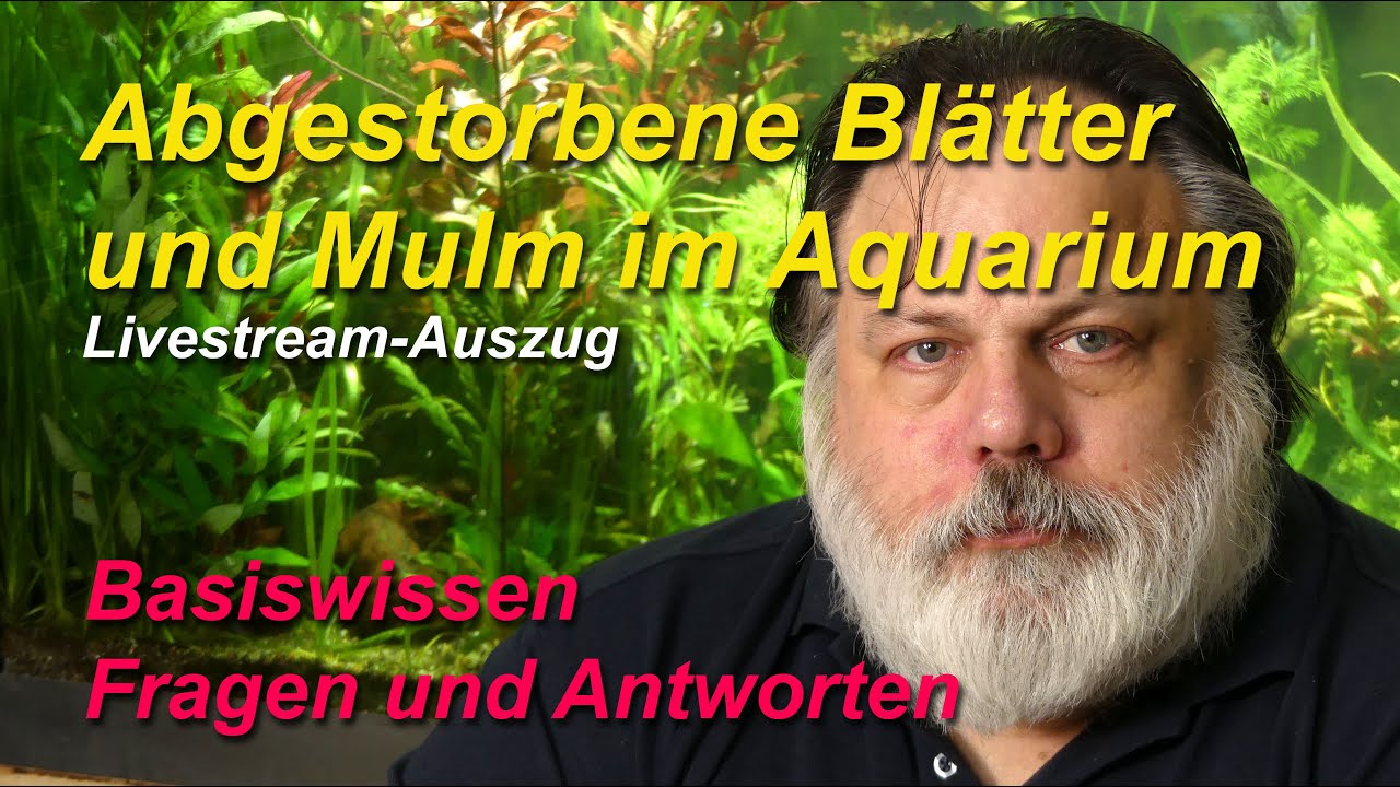 Muss ich abgestorbene Blätter sofort entfernen und was ist Mulm im Aquarium? Livestream-Auszug