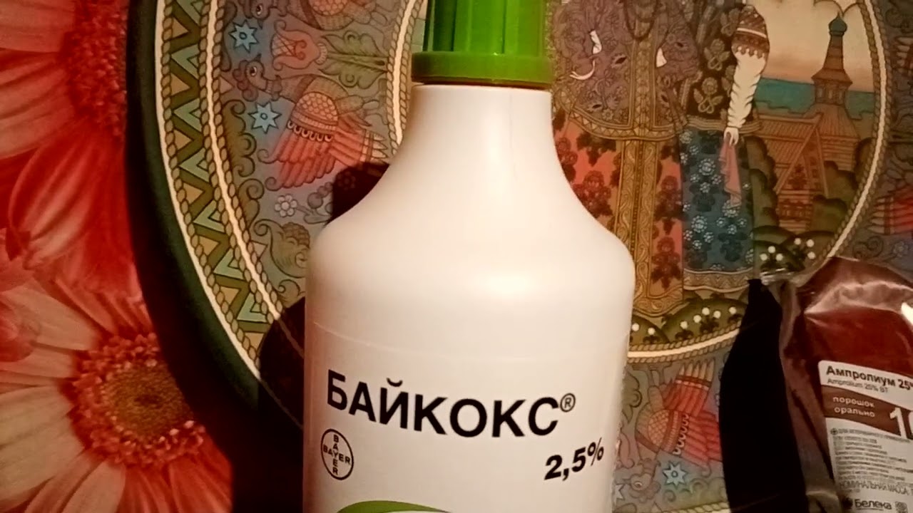 Кокцидиоз у цыплят, лечение и профилактика.