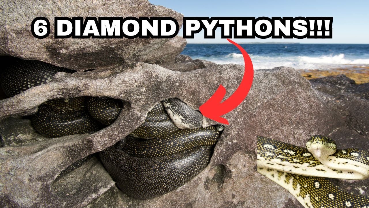 Breeding Ball of Diamond Pythons in Sydney!