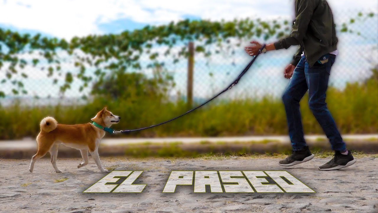 Cómo PASEAR a un PERRO - Método MartGon