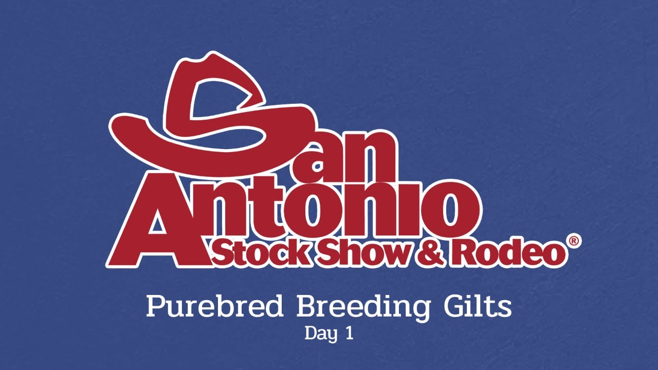 Purebred Gilts | Day 1 - San Antonio Stock Show 2026
