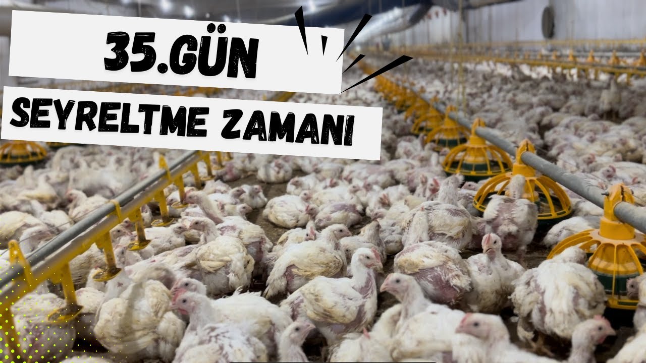 TAVUK ÇİFLİĞİ 35. GÜN SEYRELTME ZAMANI
