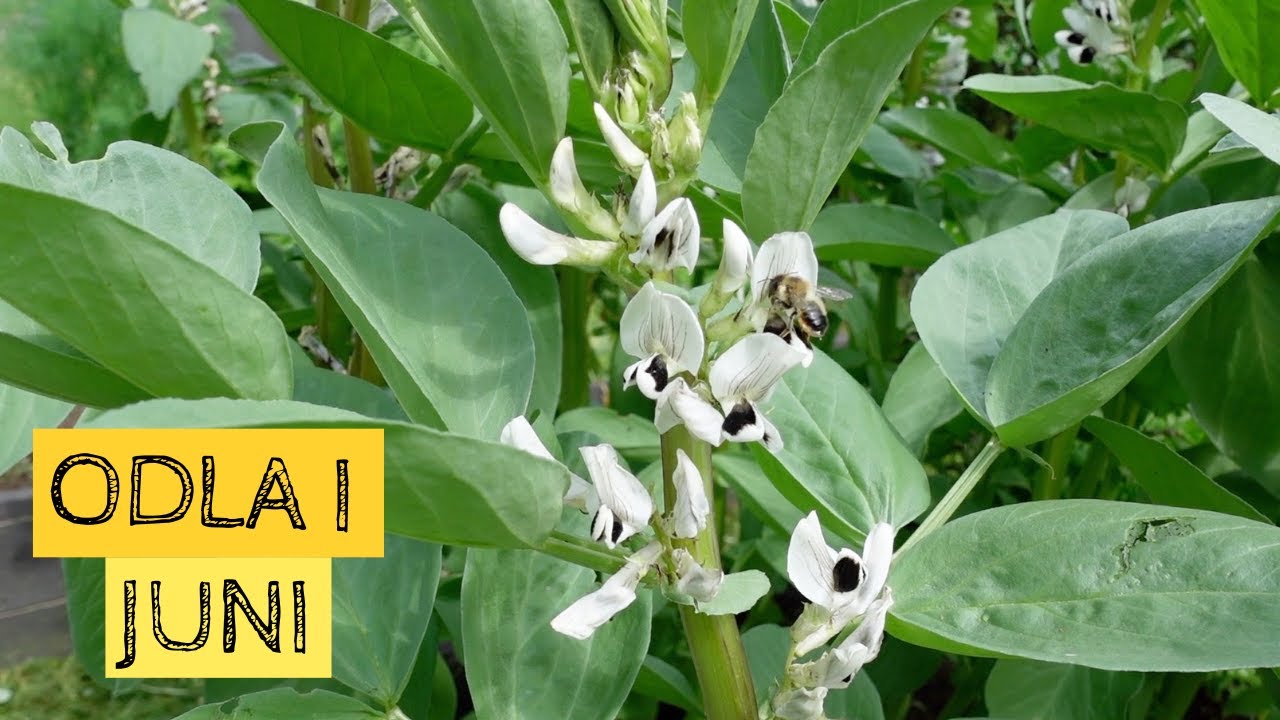 Odla i JUNI - Bondbönorna blommar och det växer på!