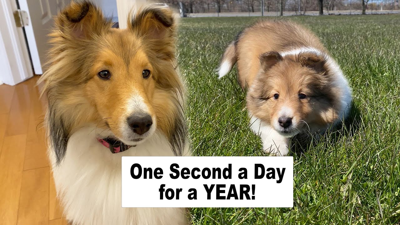 1 second a day for a YEAR! ⏰🐶 Watch our Puppy Grow!