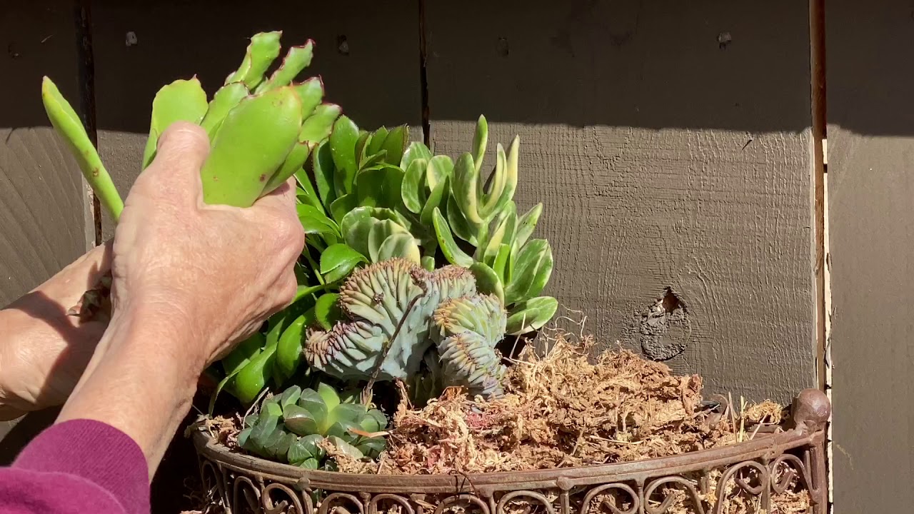 Succulent Fence Wall Hanging