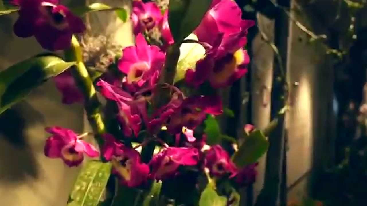 The Orchid Show