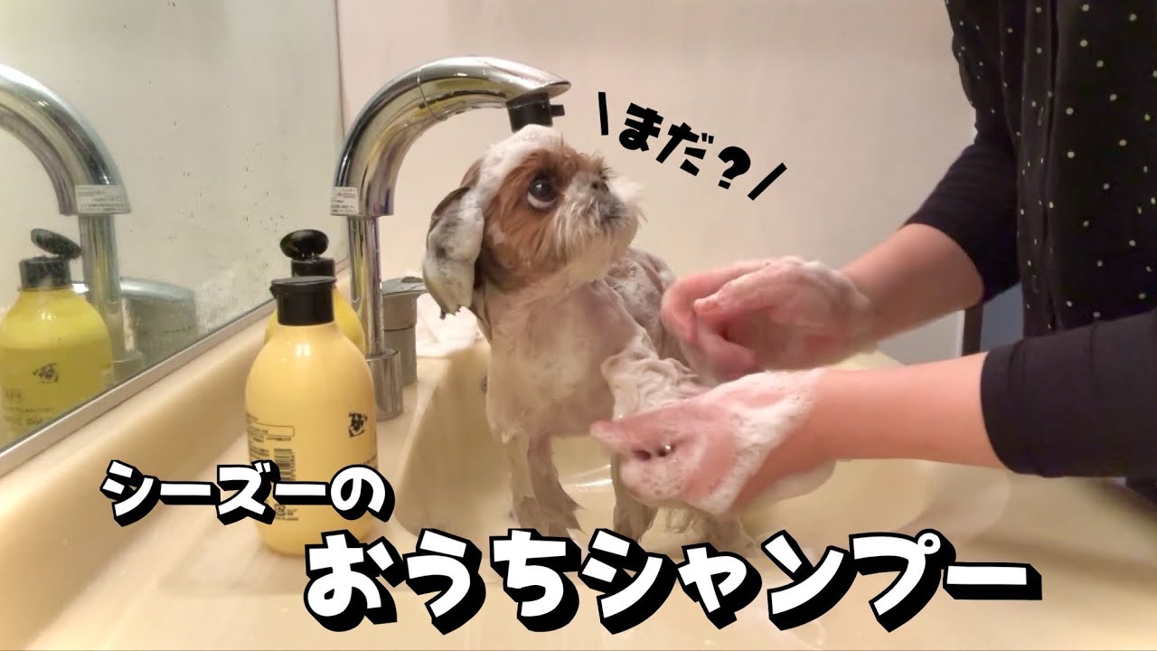 【多頭飼いシャンプー】自宅でできるシーズーの洗い方 #シーズー #多頭飼い #シャンプー
