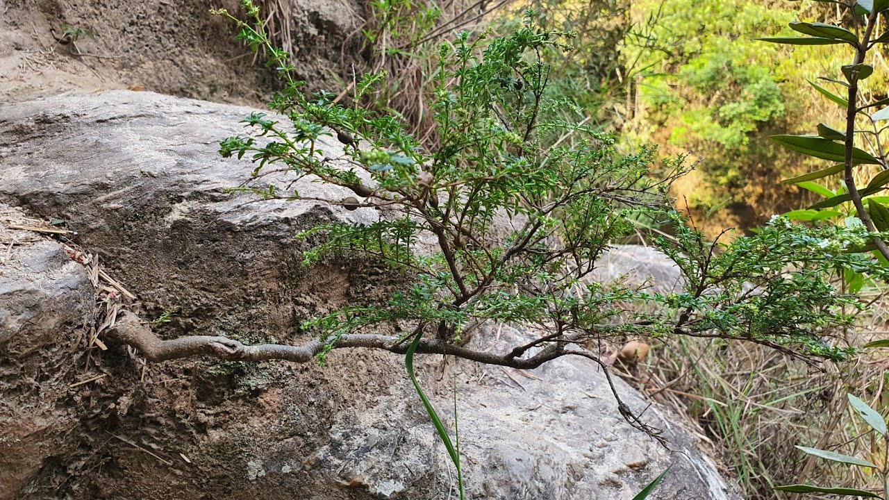 bonsai Adventure - Algumas Nativas na Natureza