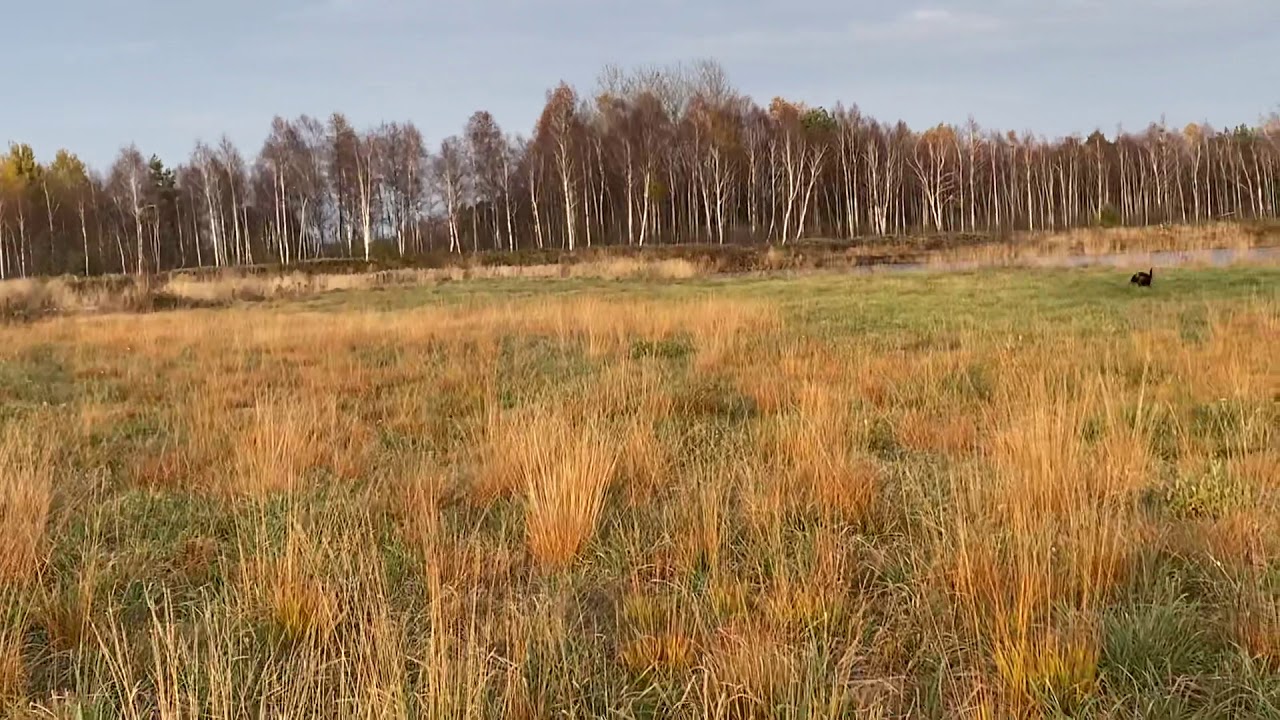 Trzy wyżły-warowanie na odległość z przywołaniem.