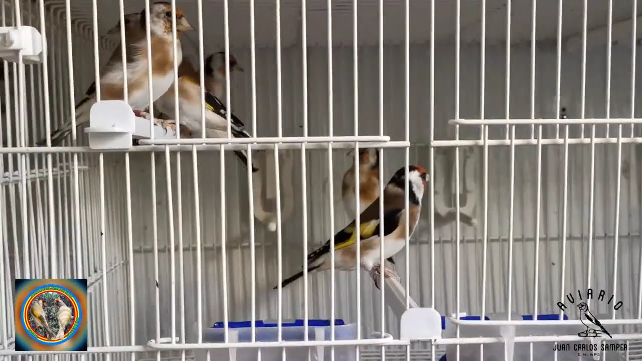 VISITA A MANOLO TORRES, UN EJEMPLO A SEGUIR EN TODOS LOS SENTIDOS... AVIARIO MATORIS.
