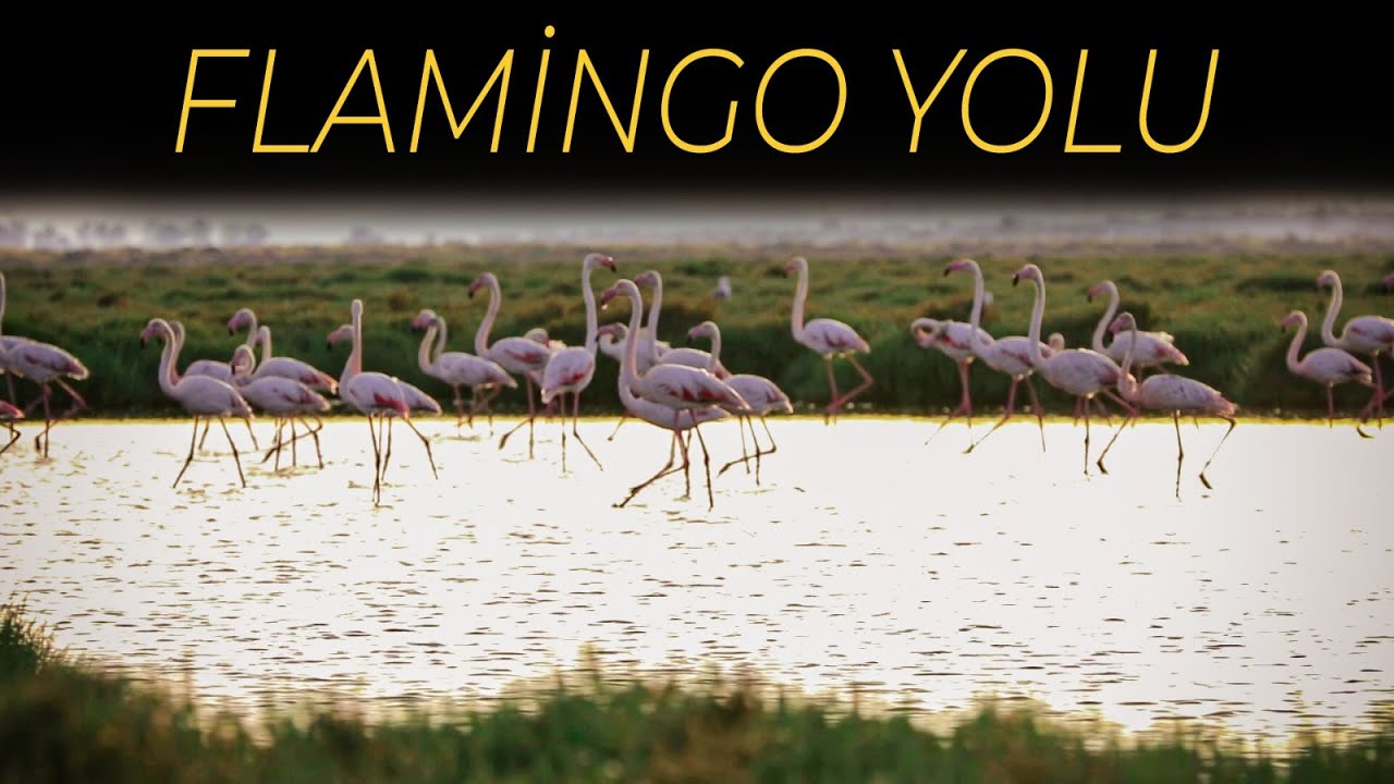 Mavi İzmir: Gediz Deltası'nda Flamingo Yolu Turu