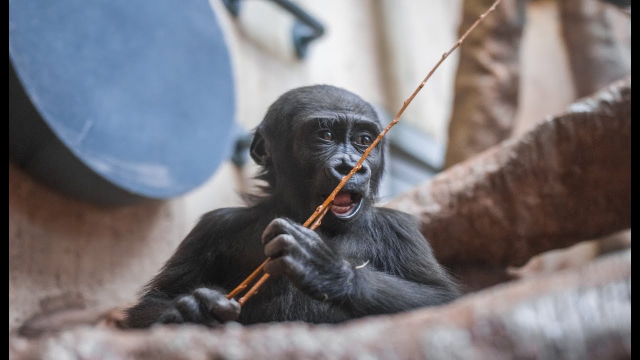Celebrate one of our youngest gorillas