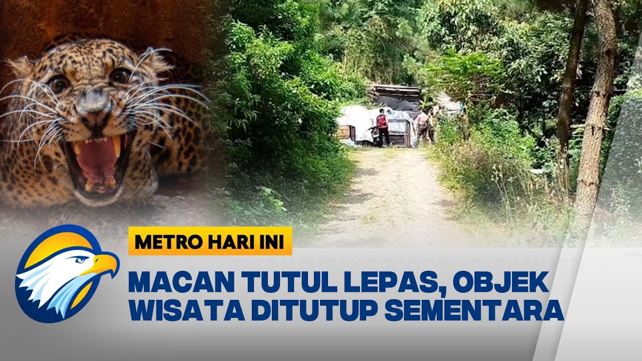 Macan Tutul di Lembang Zoo Dikabarkan Lepas [Metro Hari Ini]