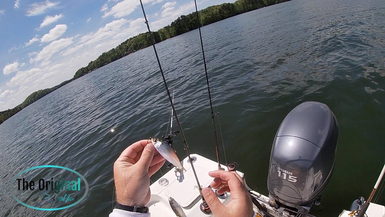 Herring Spawn!! Stripers on FIRE Pitching Points!!