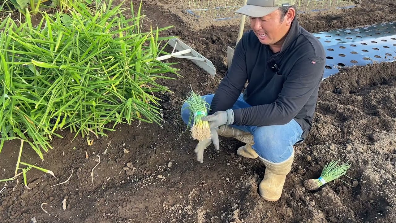 玉ねぎ苗の選び方【玉ねぎ栽培】早生と晩生で植え付け時期は違う育て方のコツ　22/10/15